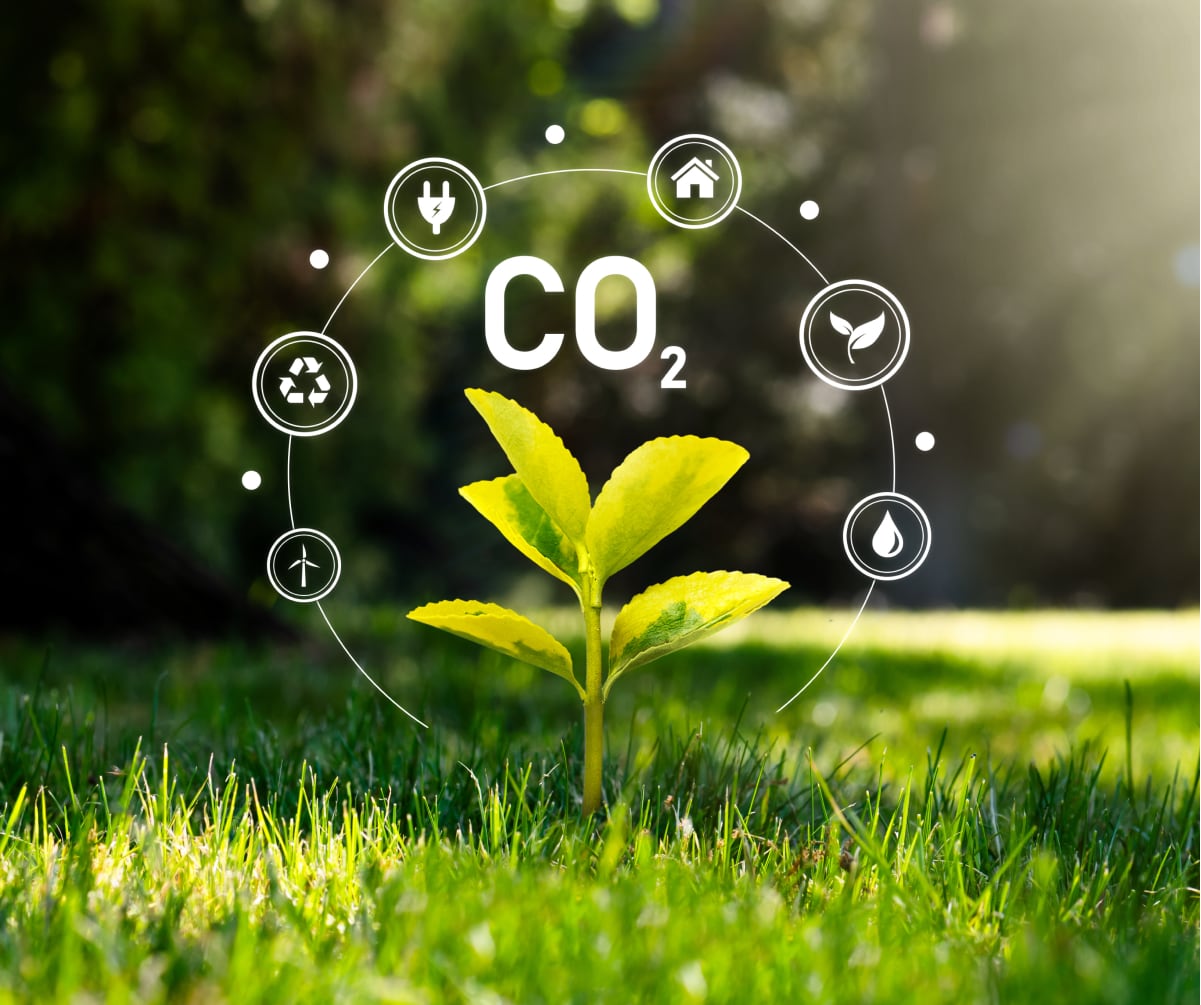 Kleine Pflanze wächst auf einer Wiese umgeben von Klimasymbolen